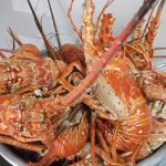 12195879_10153695154274687_97496219132671055_n_0 El Tesoro Escondido