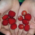 Hacienda Tres Angeles Adjuntas, Puerto Rico