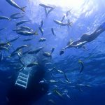 Culebra Divers Culebra, Puerto Rico