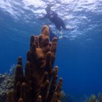 Culebra Divers Culebra, Puerto Rico