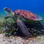 Culebra Divers Culebra, Puerto Rico