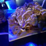 Calle Mendez Vigo # 11 Este Mayagüez