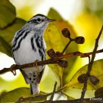 Bosque Carite Cayey, Puerto Rico
