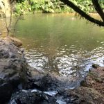 Bosque Carite Cayey, Puerto Rico