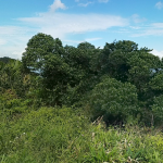 Bosque Estatal De Tres Picachos Jayuya, Puerto Rico