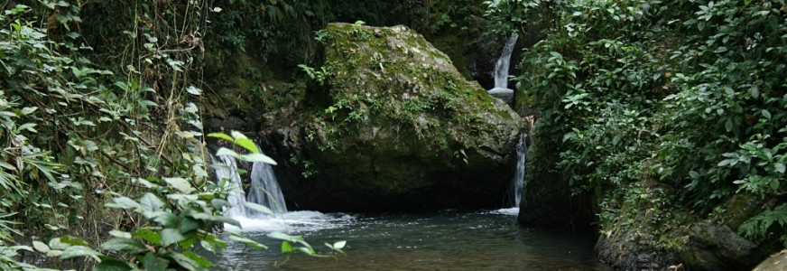 Bosque Estatal Monte del Estado Maricao, Puerto Rico