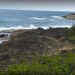 Bosque Estatal de Vega Alta, Puerto Rico