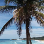 Bosque Estatal de Vega Alta, Puerto Rico