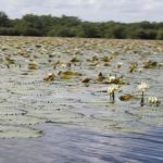 Reserva Natural Caño Tiburones Arecibo, Puerto Rico