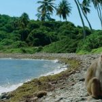 Cayo Santiago Humacao, Puerto Rico