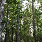 Eye on the Rainforest Patillas, Puerto Rico