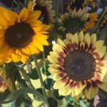 Finca El Girasol Guanica, Puerto rico