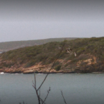 Guanica Dry Forest Guánica, Puerto Rico