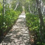 Isla Mata La Gata Lajas, Puerto Rico
