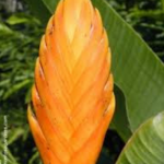 Jardín Montoso Maricao, Puerto Rico