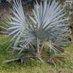 Jardín Montoso Maricao, Puerto Rico