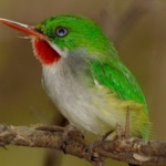 Jardín Montoso Maricao, Puerto Rico