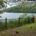 Lago Cerrillos Ponce, Puerto Rico