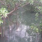 Laguna Kiani Vieques, Puerto Rico