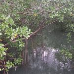 Laguna Kiani Vieques, Puerto Rico