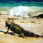 Playa Carlos Rosario Culebra, Puerto Rico