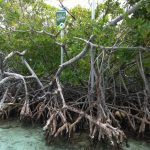 Playa Isla Caracoles Lajas, Puerto Rico