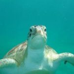 Playa Tortuga: Culebra, Puerto Rico