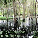 Reserva Natural Ciénagas de las Cucharillas Cataño, Puerto Rico