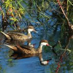 Reserva Natural de Humacao, Puerto Rico