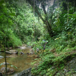 Salto de Curet Maricao, Puerto Rico