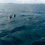 Serenity Sea Tours / Vipsnorkeling Fajardo, Puerto Rico