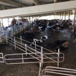 Vaquería Ceiba del Mar Hatillo, Puerto Rico