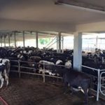 Vaquería Ceiba del Mar Hatillo, Puerto Rico