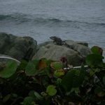 dfgf_0 Palmas Yacht Club Tiki Lounge Bar