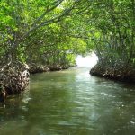 Playa Isla Caracoles