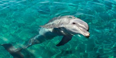 Delfín