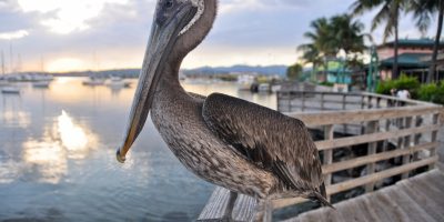 Pelicano La Guancha Ponce